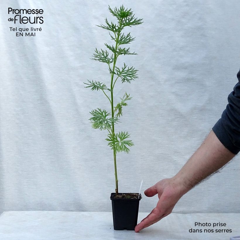 Example of Aconitum napellus - Aconit napel Godet de 8/9 cm as you get in printemps