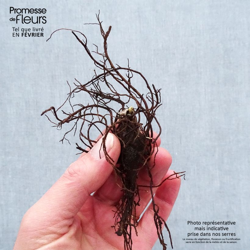 Example of Aconitum napellus - Aconit napel Racines nues, Qualité premium as you get in hiver