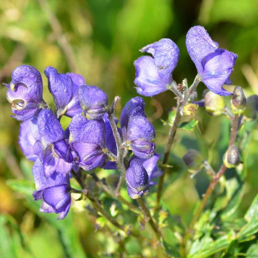Aconitum napellus ssp. vulgare - Aconit napel commune (Flowering)