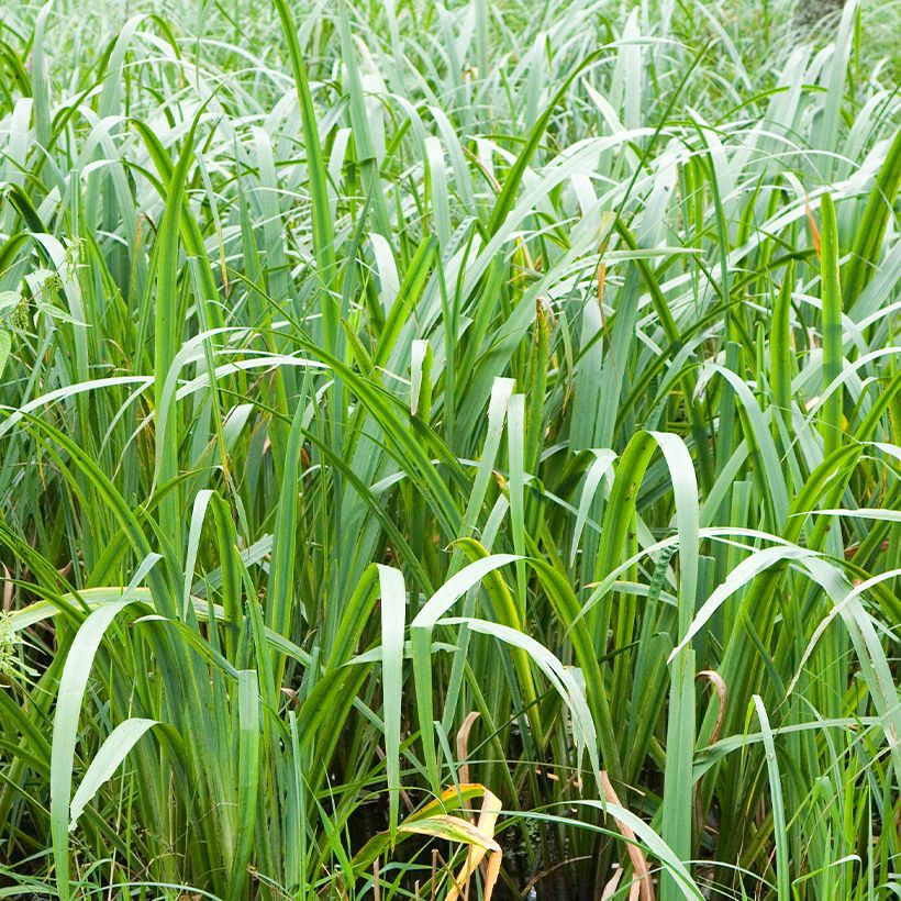 Acorus calamus - Calame, Acore (Foliage)