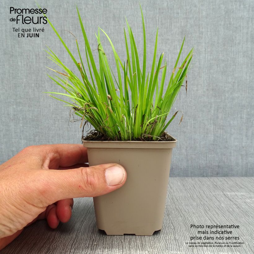 Example of Acorus gramineus Hakuro Nishiki - Jonc japonais doré Godet de 8/9 cm as you get in printemps