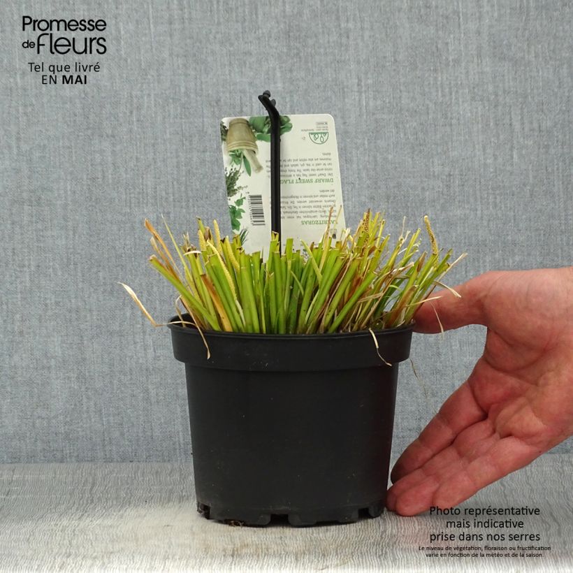 Example of Acorus gramineus Licorice - Jonc japonais Pot de 1,5L/2L as you get in printemps