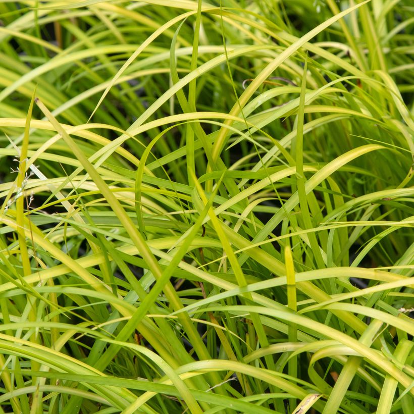 Acorus gramineus Licorice - Jonc japonais (Foliage)