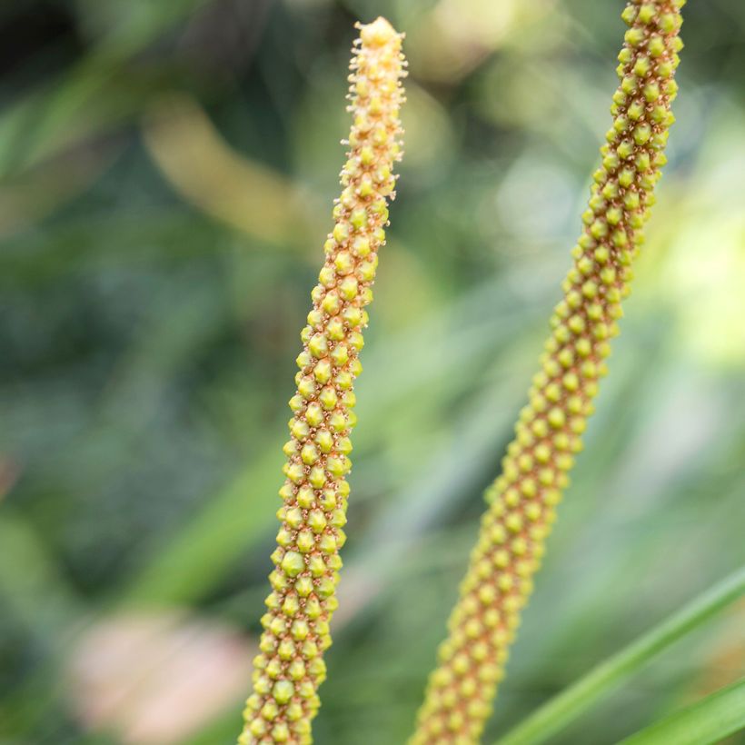 Acorus gramineus Licorice - Jonc japonais (Flowering)