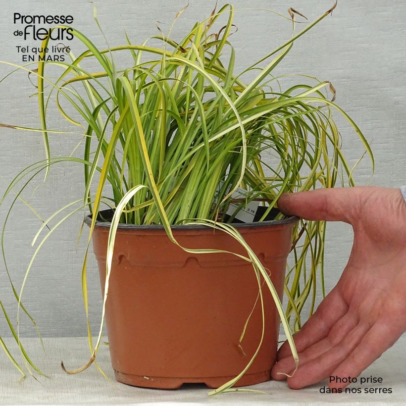 Example of Acorus gramineus Ogon - Jonc japonais panaché Pot de 2L/3L, 30/40 as you get in printemps