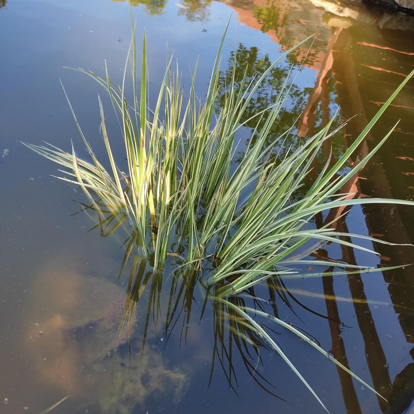 Acorus gramineus Variegata - Jonc japonais panaché (Plant habit)