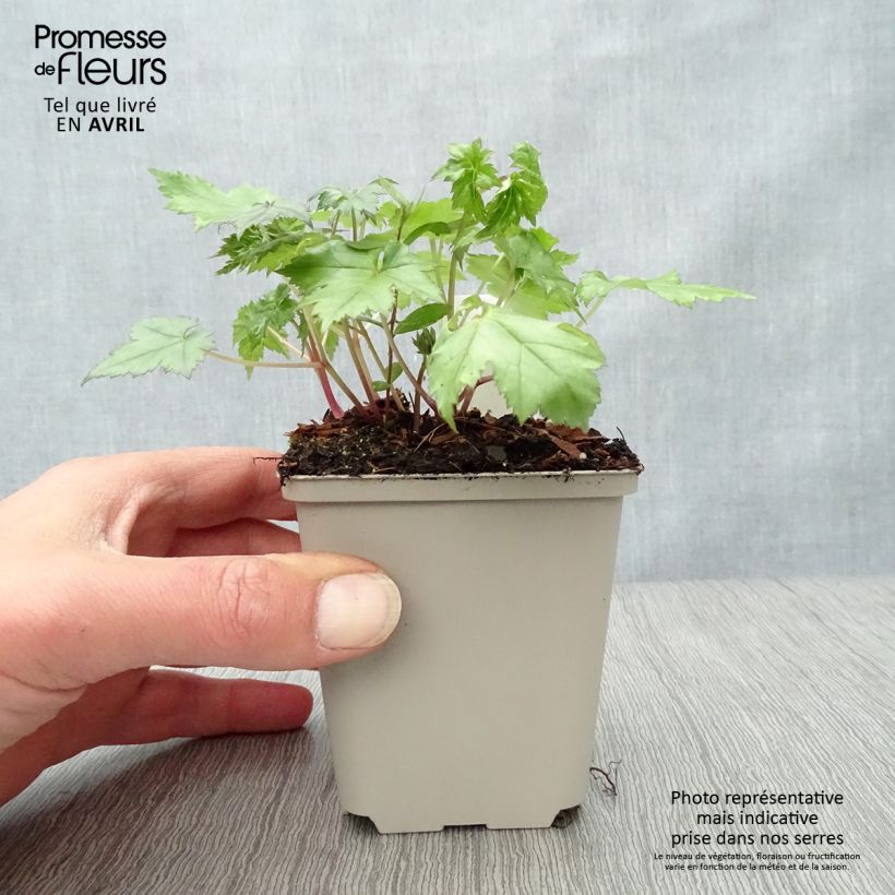 Example of Actaea Cheju-Do - Cimicifuga japonica Godet de 8/9 cm as you get in printemps