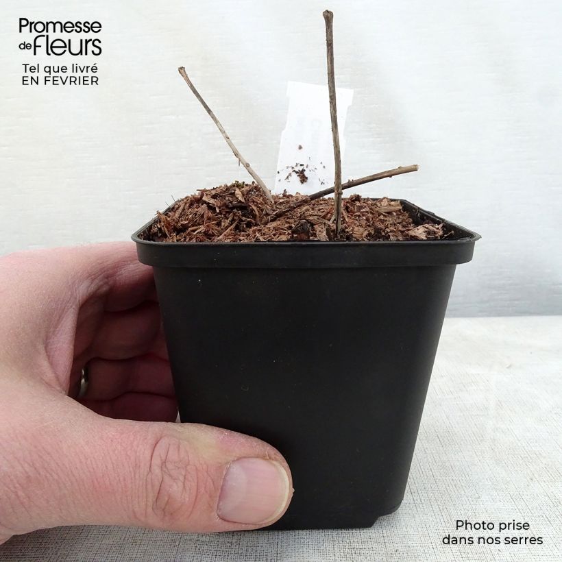 Spécimen de Actaea dahurica (Cimicifuga) - Cierge d'argent Godet de 8/9 cm tel que livré en hiver