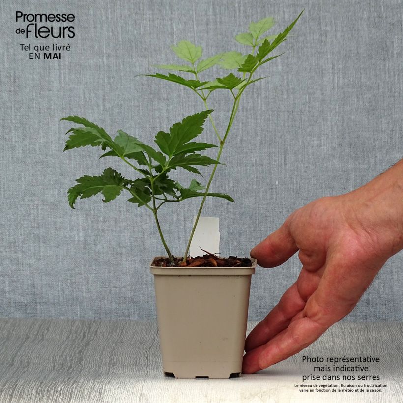 Example of Actaea pachypoda Misty Blue - Actée à gros pédicelles Godet de 8/9 cm as you get in printemps