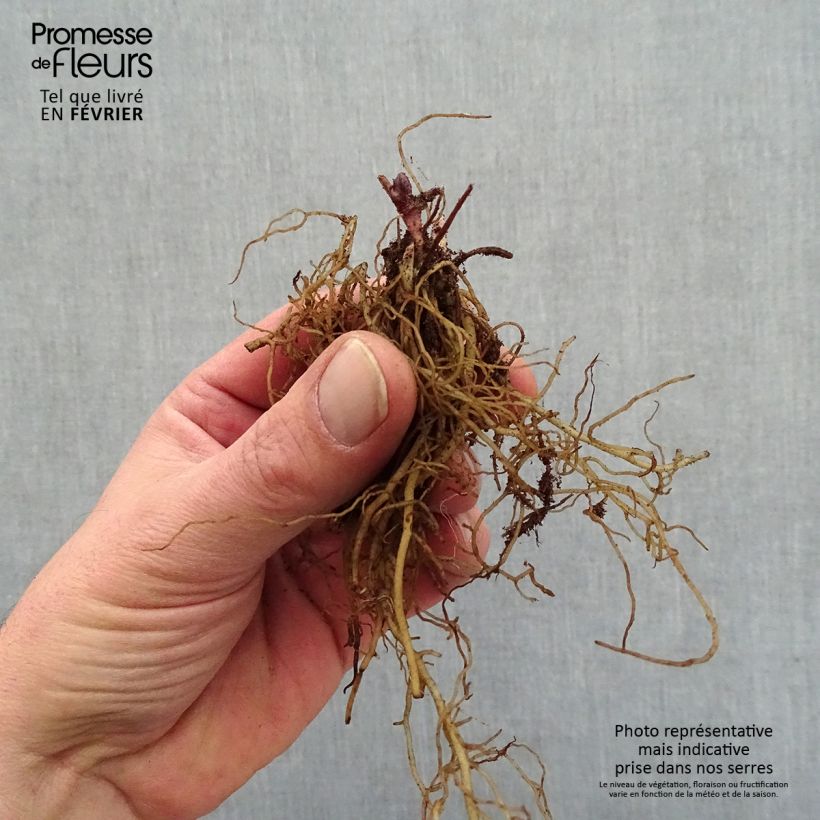 Example of Actaea pachypoda Misty Blue - Actée à gros pédicelles Racines nues, Qualité premium as you get in hiver