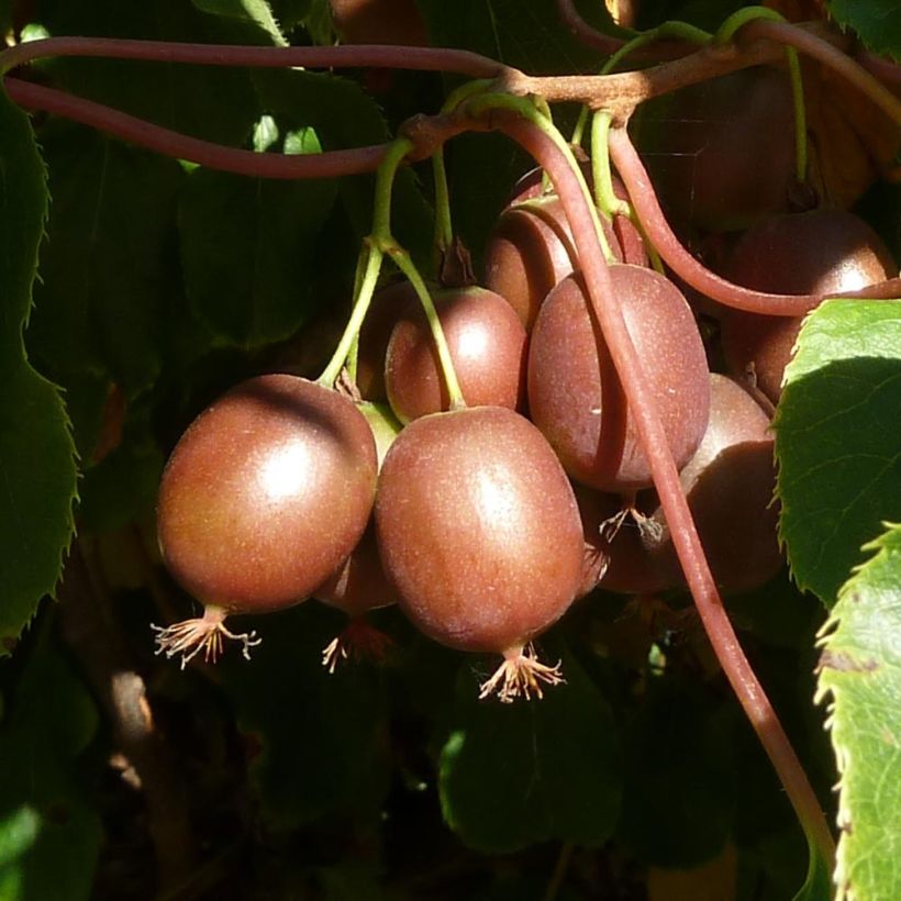 Kiwi arguta Purpurea (femelle) - Kiwaï (Harvest)