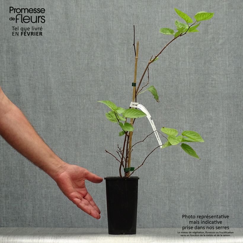 Spécimen de Actinidia kolomikta Eve - Kiwi d'ornement femelle Pot de 1,5L/2L tel que livré en automne