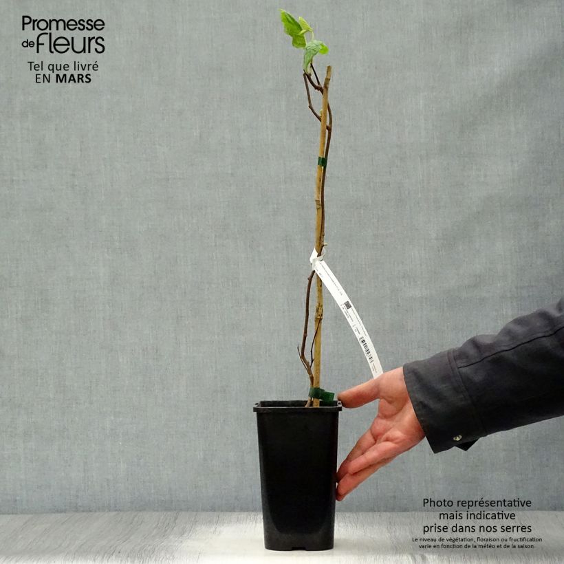 Spécimen de Actinidia kolomikta Eve - Kiwi d'ornement femelle Pot de 1,5L/2L tel que livré au printemps