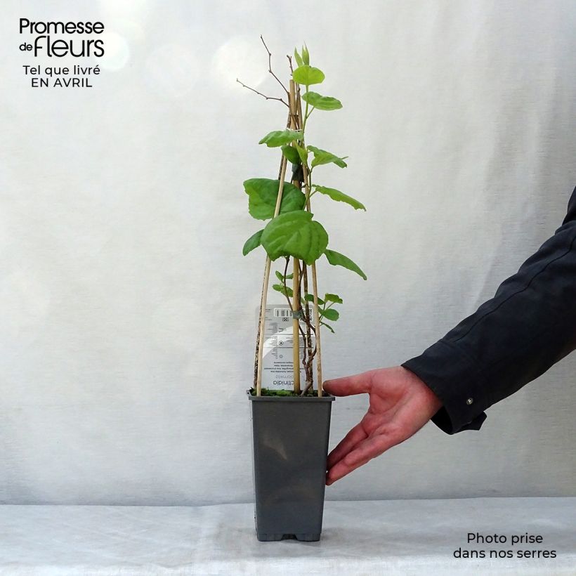 Example of Actinidia kolomikta - Kiwi d'ornement Pot de 2L/3L as you get in printemps