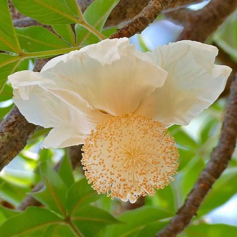 Adansonia digitata - Baobab africain (Flowering)