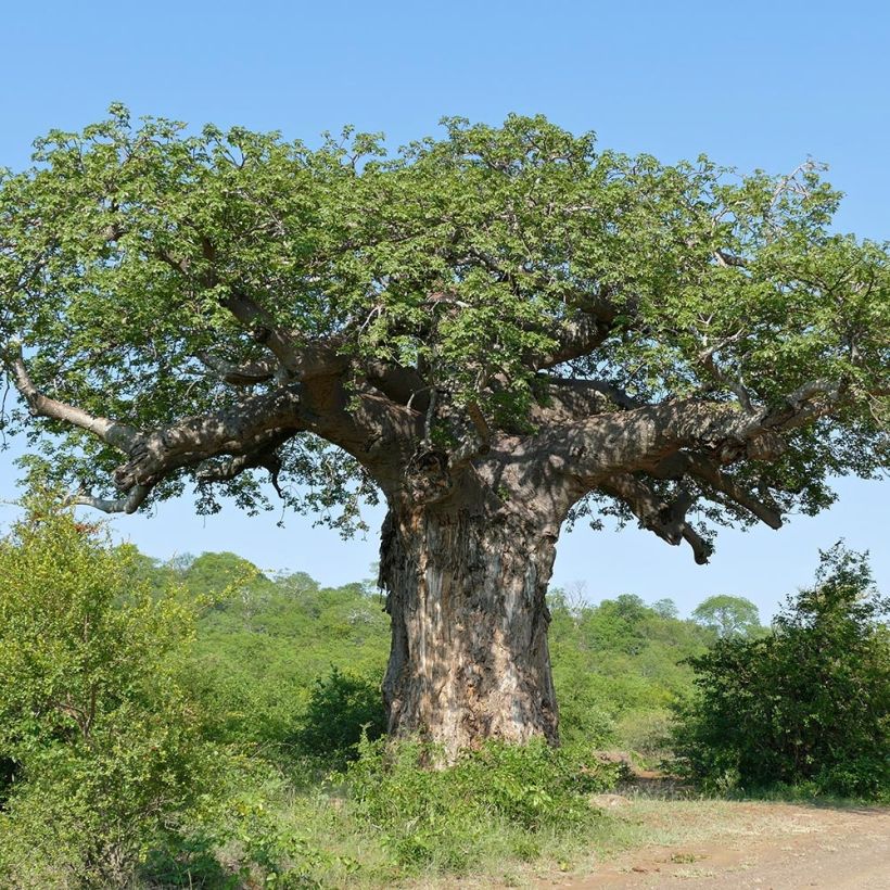 Adansonia digitata - Baobab africain (Plant habit)
