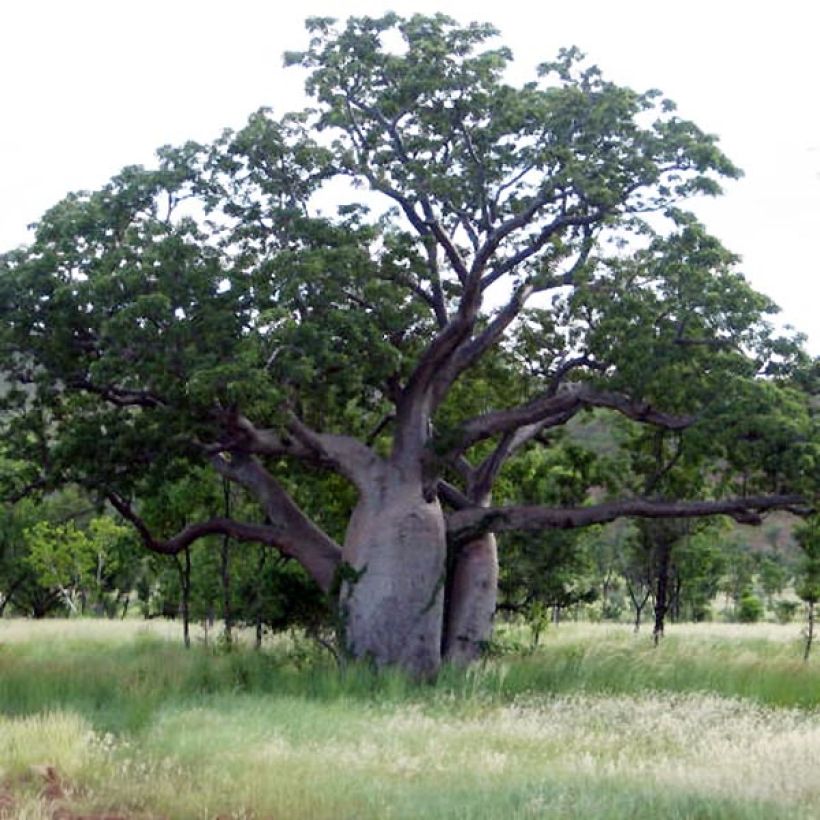 Adansonia gregorii - Petit Baobab australien (Plant habit)