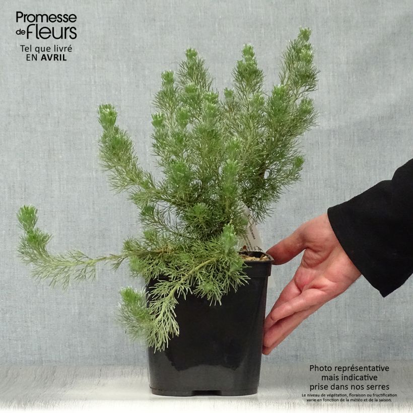 Example of Adenanthos sericeus - Buisson laineux Pot de 2L/3L as you get in printemps