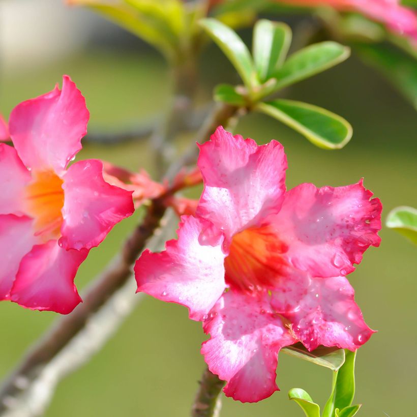Adenium obesum - Rose du désert (Floraison)