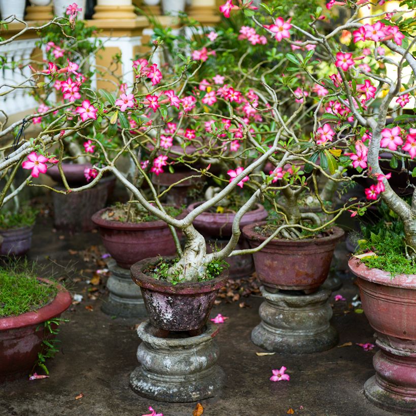 Adenium obesum - Rose du désert (Port)