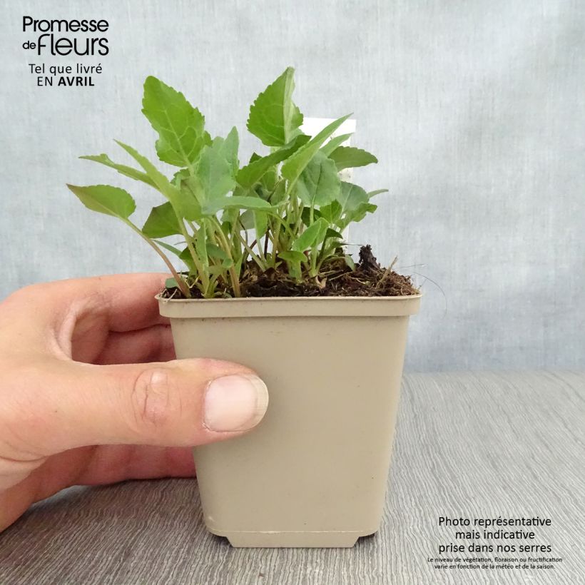 Spécimen de Adenophora Gaudi Violet - Adenophore campanulé Godet de 8/9 cm tel que livré au printemps