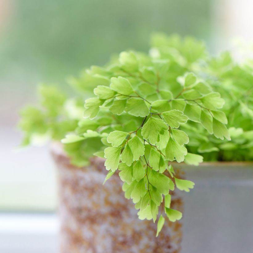 Adiantum Fritz Lüthi - Capillaire (Foliage)