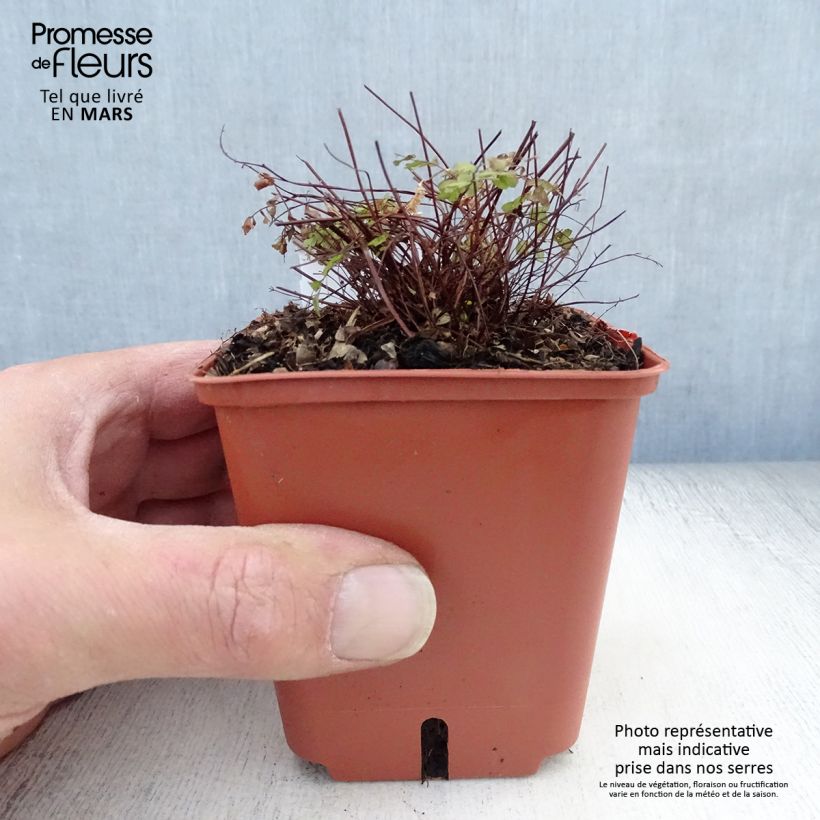 Spécimen de Adiantum pedatum Imbricatum - Fougère capillaire Godet de 8/9 cm tel que livré au printemps