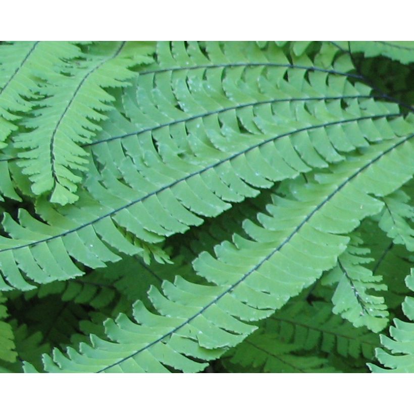 Adiantum pedatum - Capillaire du Canada, Fougère (Foliage)