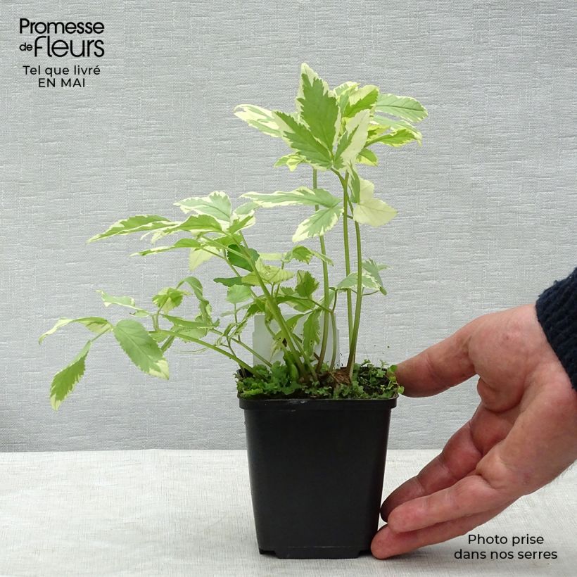 Example of Aegopodium podagraria Variegata - Herbe aux goutteux panachée Godet de 7/8 cm as you get in printemps