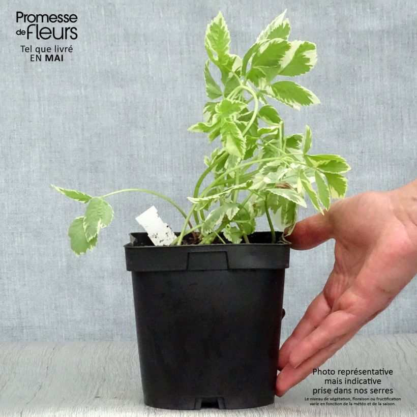 Example of Aegopodium podagraria Variegata - Herbe aux goutteux panachée Pot de 2L/3L as you get in printemps