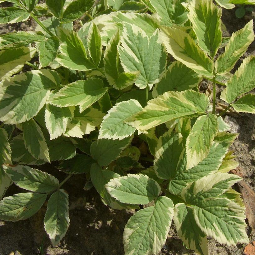 Aegopodium podagraria Variegata - Herbe aux goutteux panachée (Foliage)