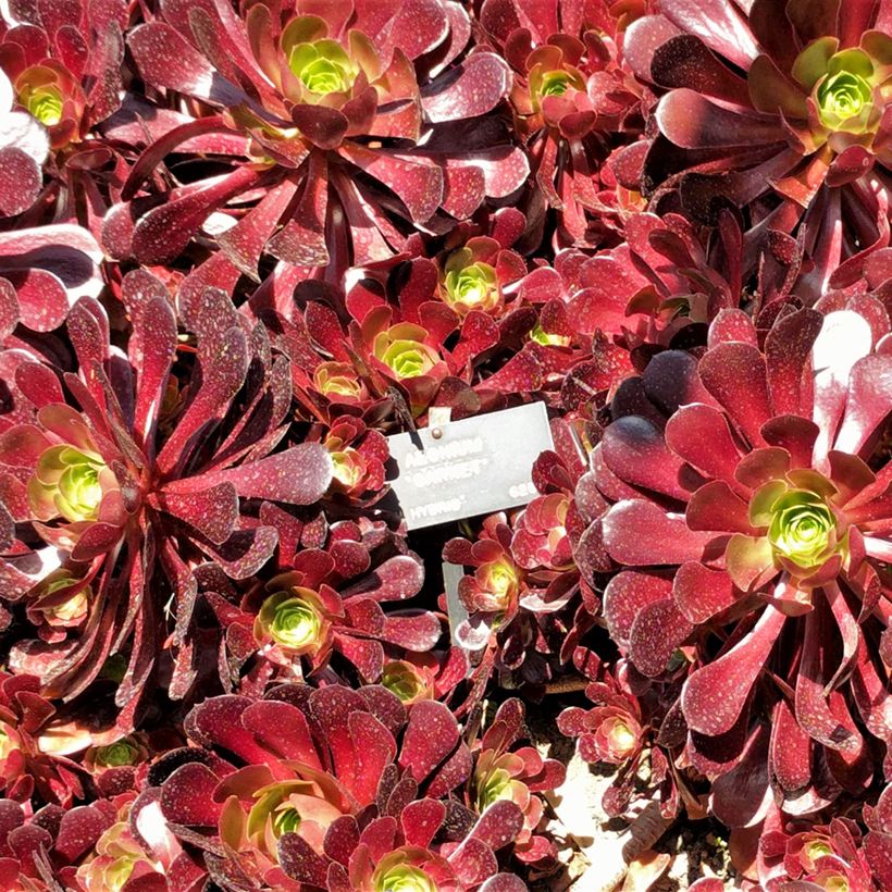 Aeonium arboreum Garnet - Aeonium en arbre (Foliage)