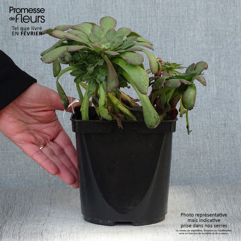 Example of Aeonium arboreum Garnet - Aeonium en arbre Pot de 3L/4L as you get in hiver
