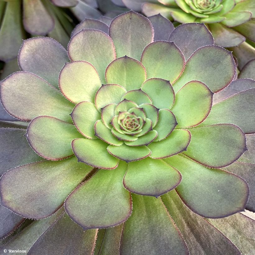 Aeonium arboreum Tip Top - Aéonium en arbre (Foliage)