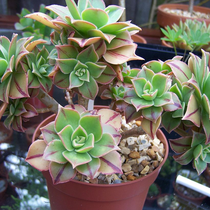 Aeonium leucoblepharum Yemen (Plant habit)