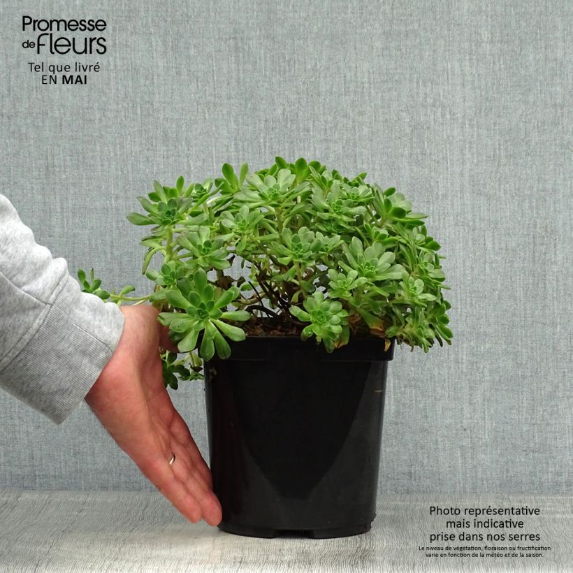 Example of Aeonium occidentale Pot de 3L/4L as you get in printemps