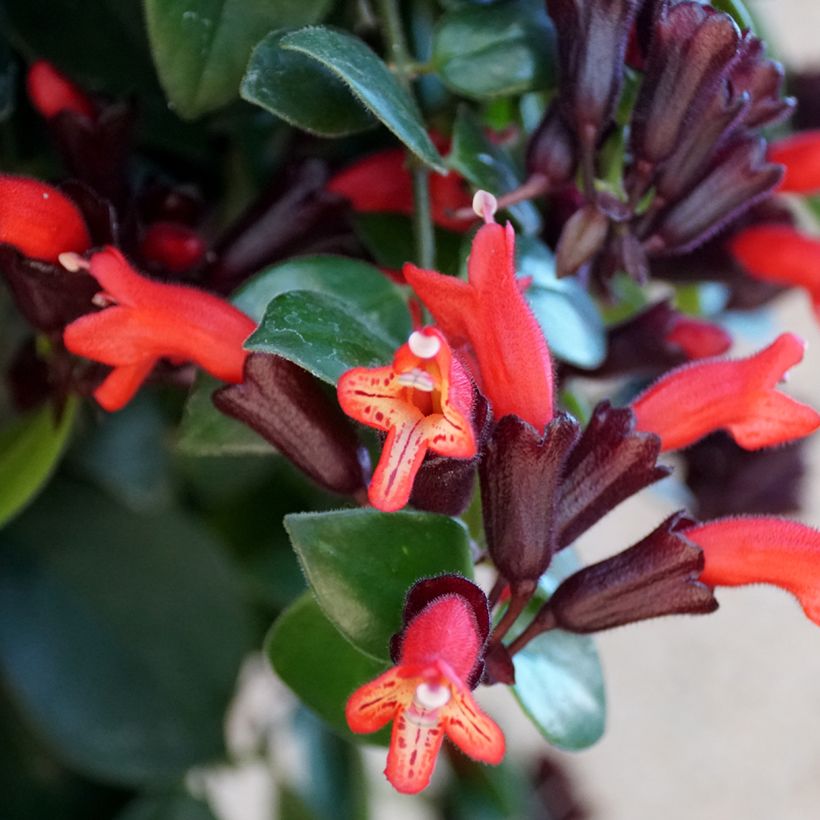 Aeschynanthus Mona Lisa (Floraison)