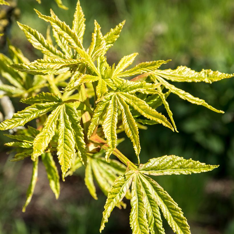 Aesculus Digitata - Marronnier commun hybride (Foliage)