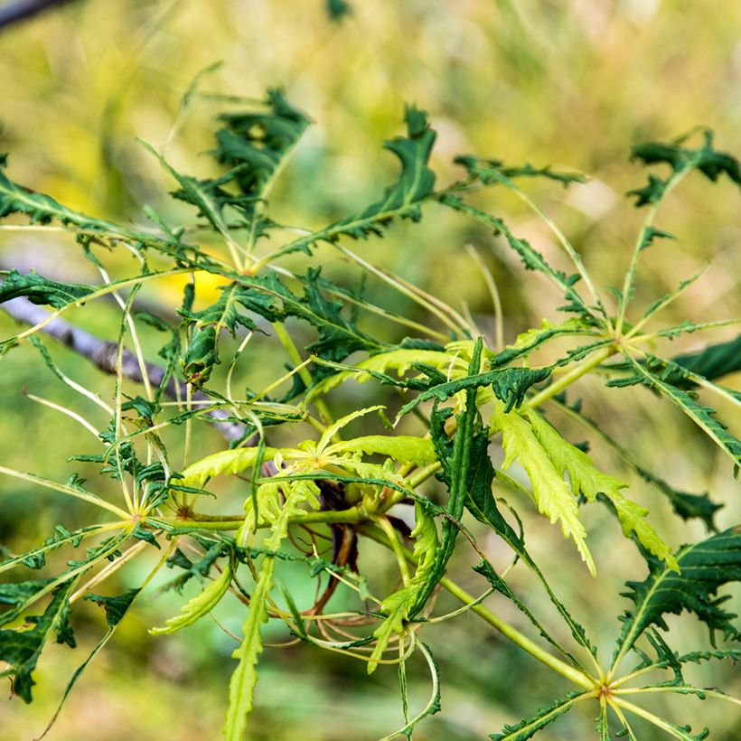 Aesculus Laciniata - Marronnier commun (Foliage)