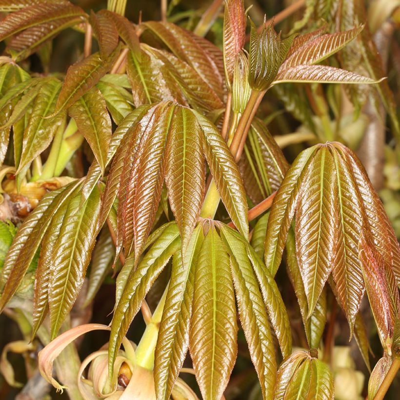 Aesculus chinensis - Marronnier de Chine (Foliage)