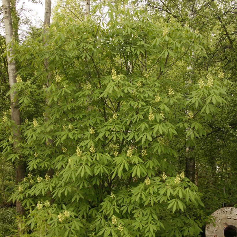 Aesculus x glaucescens - Marronnier aurore (Plant habit)