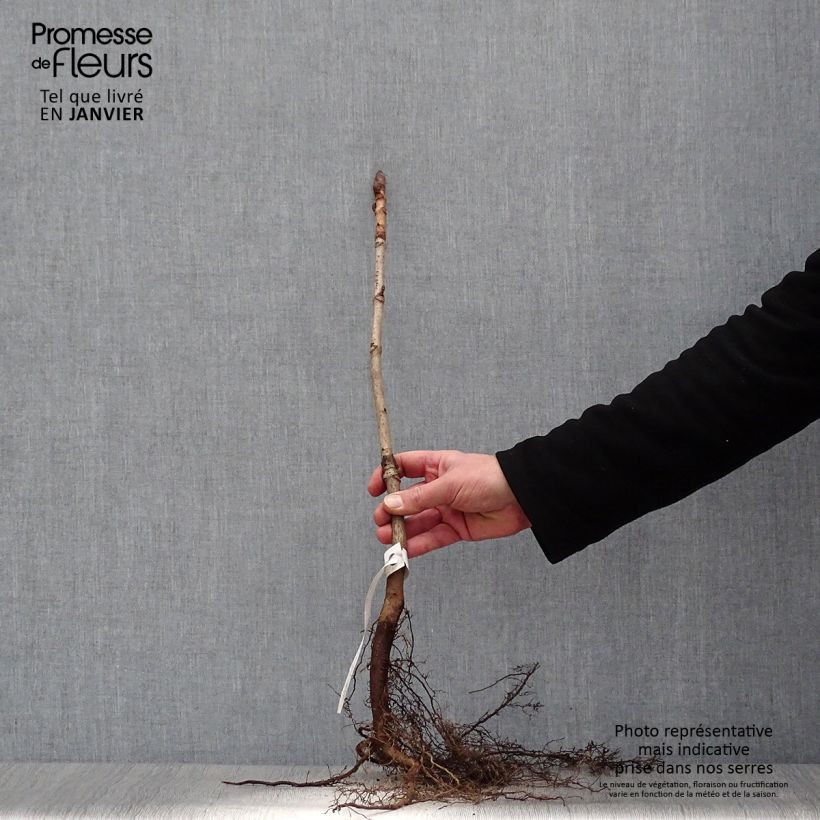 Example of Aesculus hippocastanum - Marronnier commun Racines nues as you get in hiver