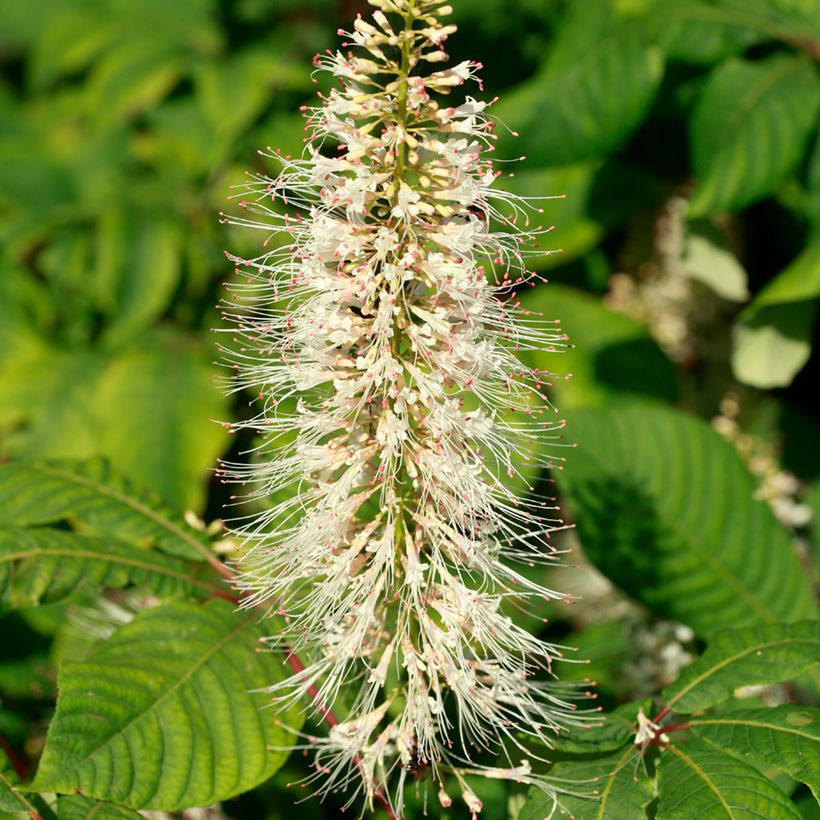 Aesculus parviflora - Pavier blanc (Flowering)