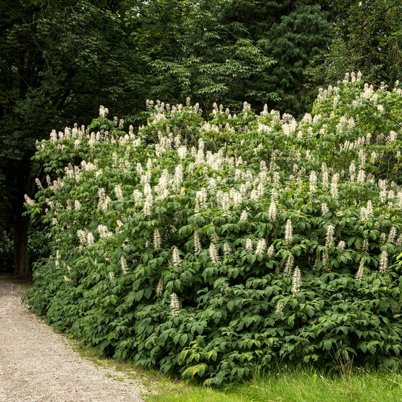Aesculus parviflora - Pavier blanc (Plant habit)