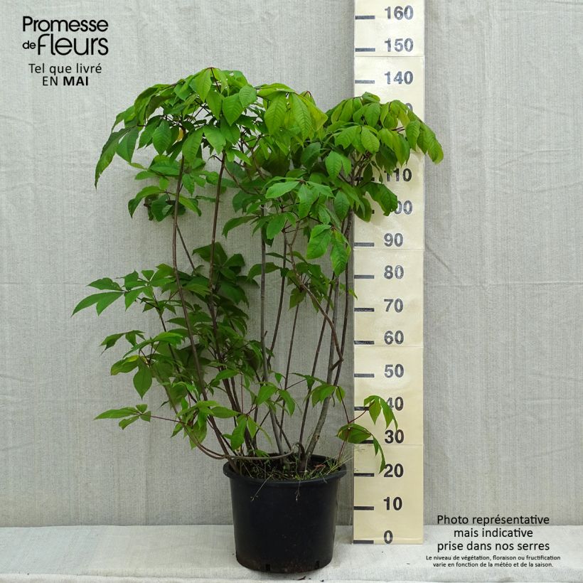 Example of Aesculus parviflora - Pavier blanc Pot de 20L/25L as you get in printemps