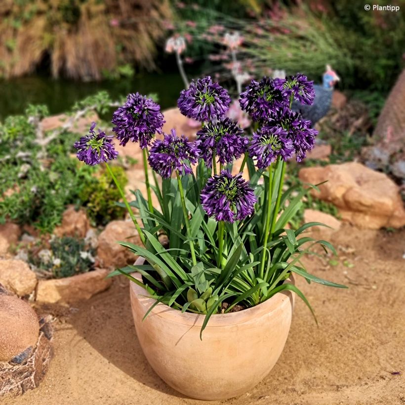 Agapanthe Black Jack (Plant habit)