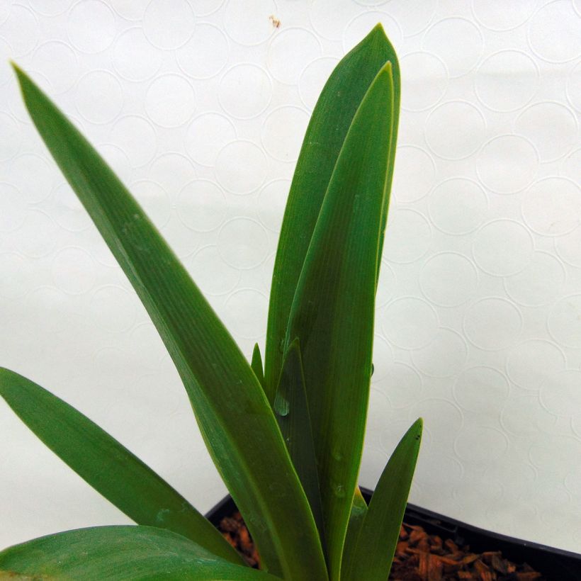 Agapanthe Black Magic (Foliage)