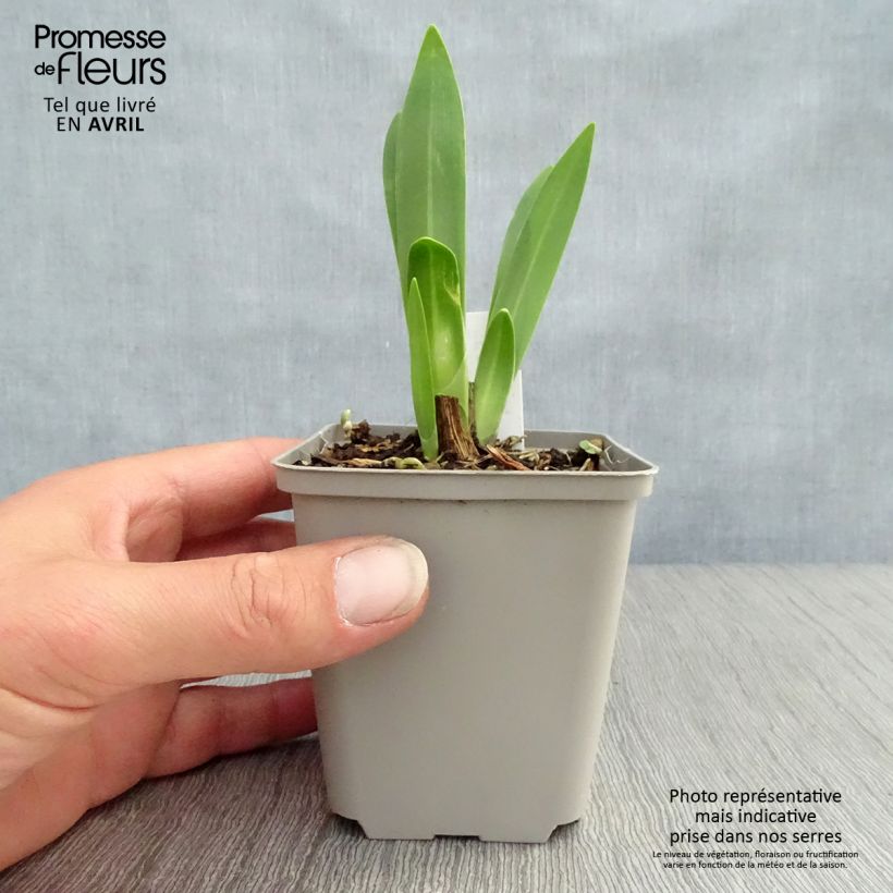 Example of Agapanthe Black Magic Godet de 8/9 cm as you get in printemps