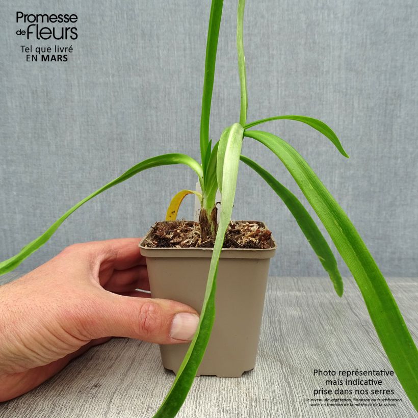 Example of Agapanthe Blue Heaven Godet de 8/9 cm as you get in printemps