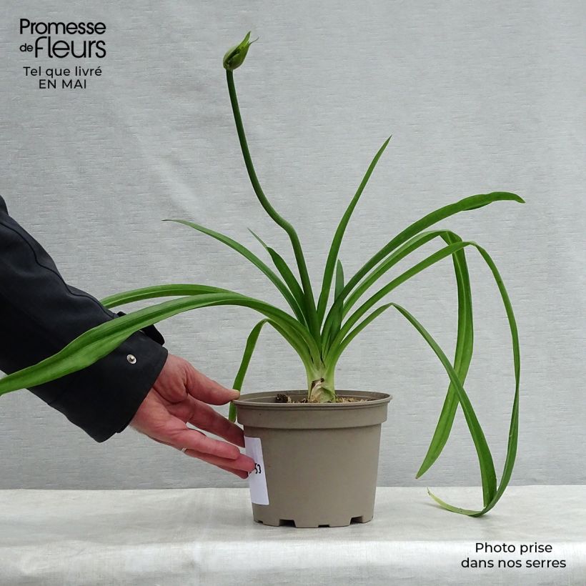 Example of Agapanthe Blue Heaven Pot de 2L/3L as you get in printemps